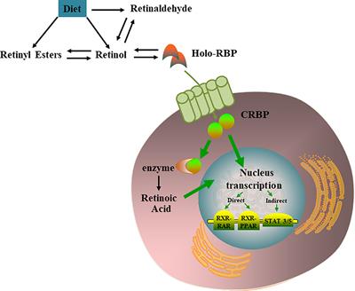 Vitamin A and Its Multi-Effects on Pancreas: Recent Advances and Prospects